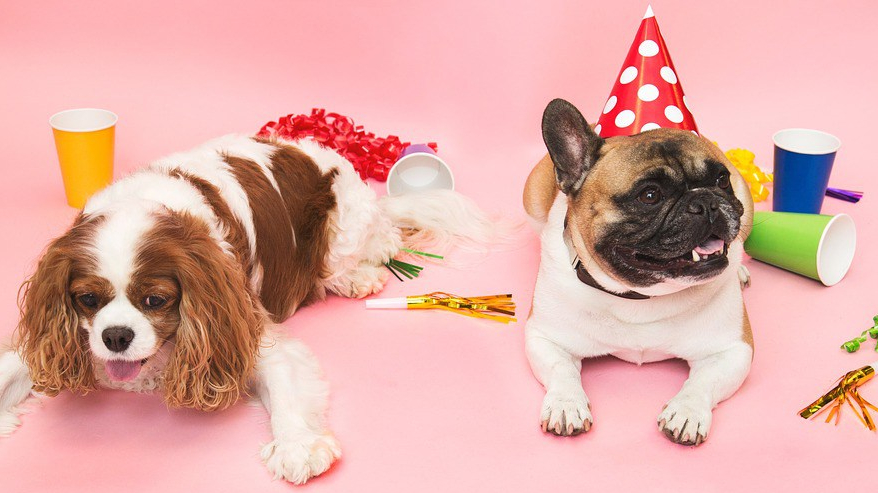 pastel cumpleaños platano para perros
